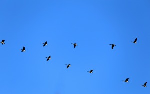 geese-580363_1920